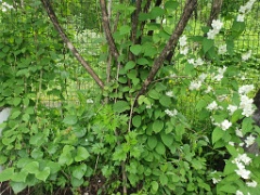 nest240618-3_Turdus_hortulorum_2024_0618_1211