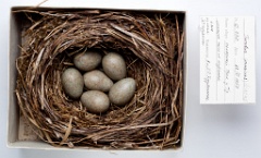 eggs_museum_Turdus_iliacus201010011457