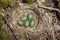 eggs_nature_Turdus_iliacus200905091942