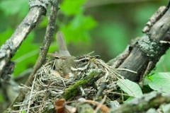 nest_with_bird_Turdus_iliacus201106081102