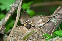 nest_with_bird_Turdus_iliacus201106081124-4