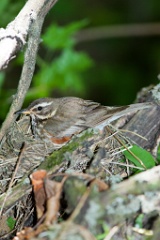 nest_with_bird_Turdus_iliacus201106081151