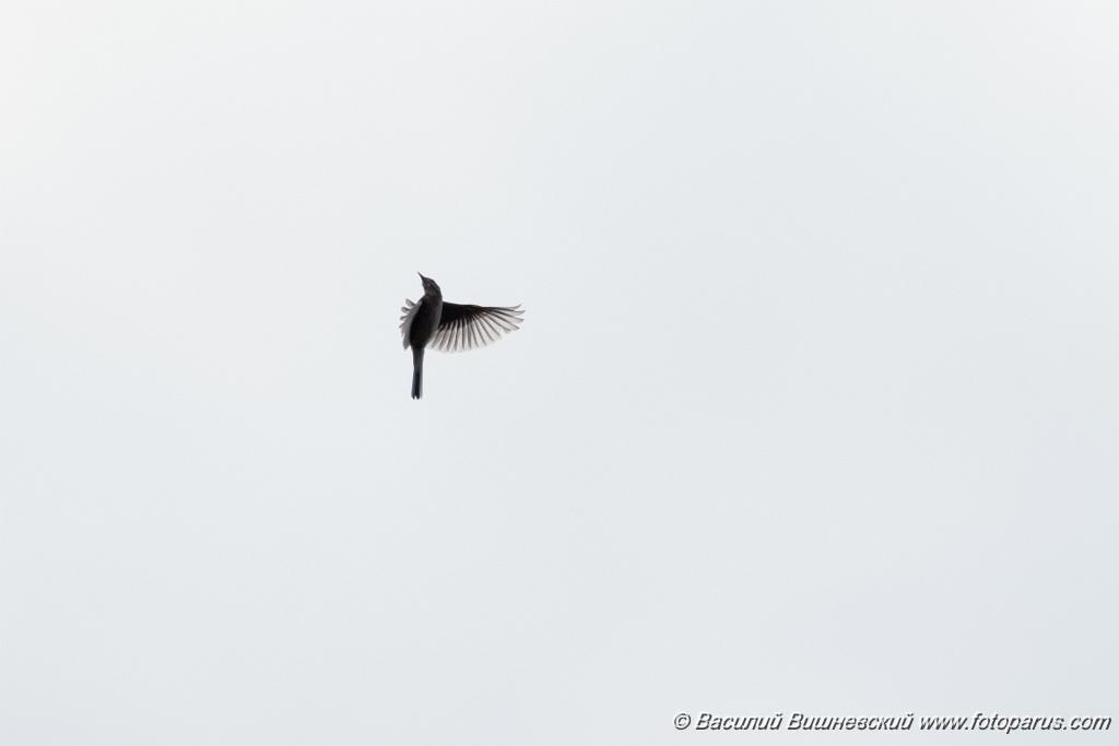 Turdus_pallidus_2024_0612_1452.jpg - Дальний Восток. Окрестности села Восход, Осиновореченское сельское поселение, Хабаровский район. 12 июня 2024 г.