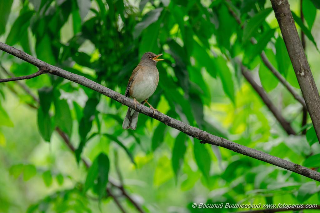 Turdus_pallidus_2024_0616_1452-2.jpg - Дальний восток. Дачи к югу от села Сосновка Хабаровского района. Садоводческое товарищество Дальэнергомонтаж. 16 июня 2024 г.