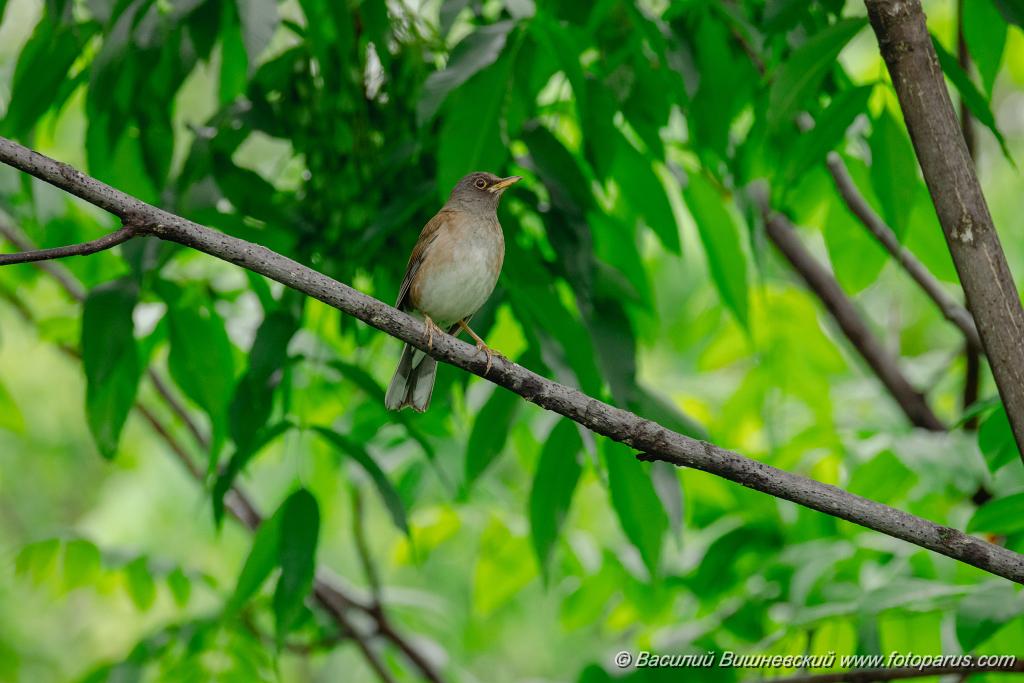 Turdus_pallidus_2024_0616_1452.jpg - Дальний восток. Дачи к югу от села Сосновка Хабаровского района. Садоводческое товарищество Дальэнергомонтаж. 16 июня 2024 г.