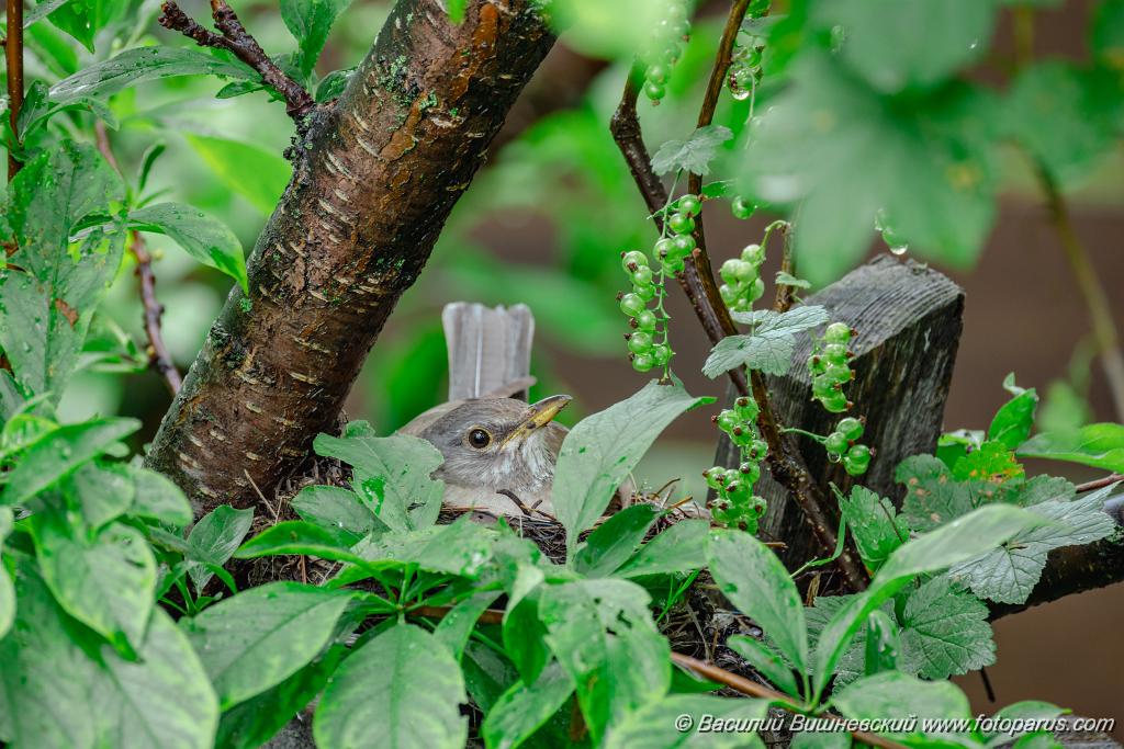 nest240616-1_Turdus_pallidus_2024_0616_1410.jpg - Дальний восток. Дачи к югу от села Сосновка Хабаровского района. Садоводческое товарищество Дальэнергомонтаж. 16 июня 2024 г.