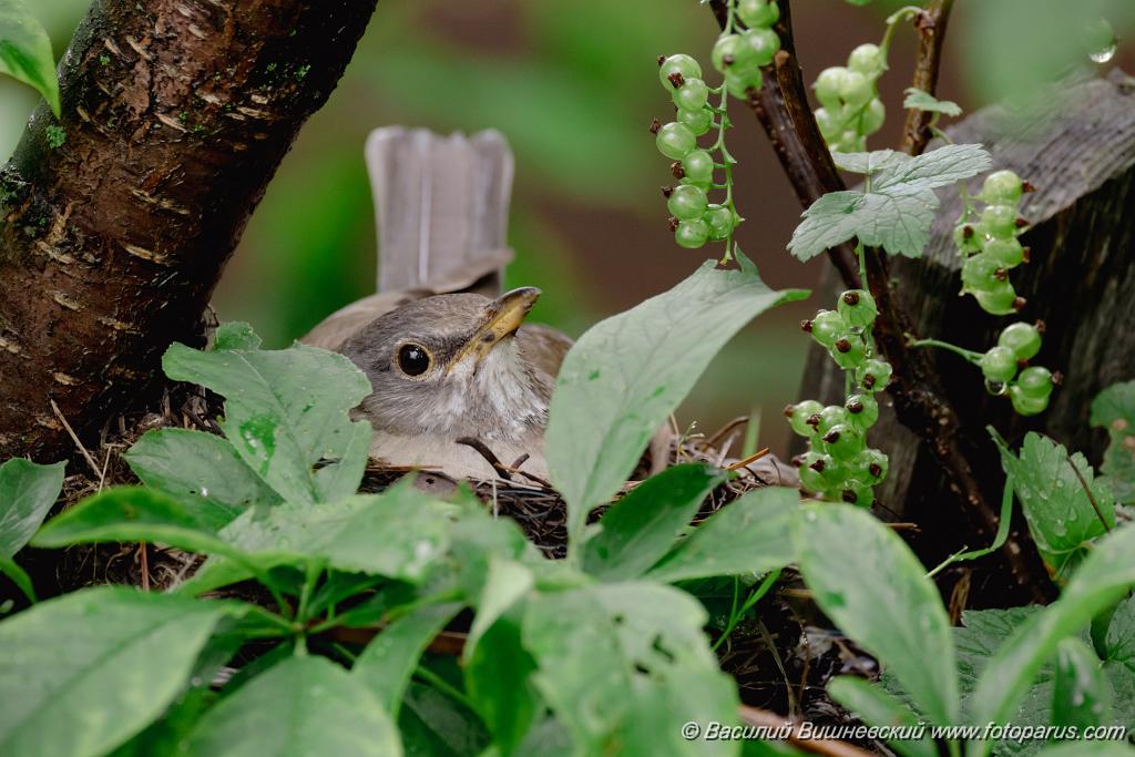 nest240616-1_Turdus_pallidus_2024_0616_1413.jpg - Дальний восток. Дачи к югу от села Сосновка Хабаровского района. Садоводческое товарищество Дальэнергомонтаж. 16 июня 2024 г.