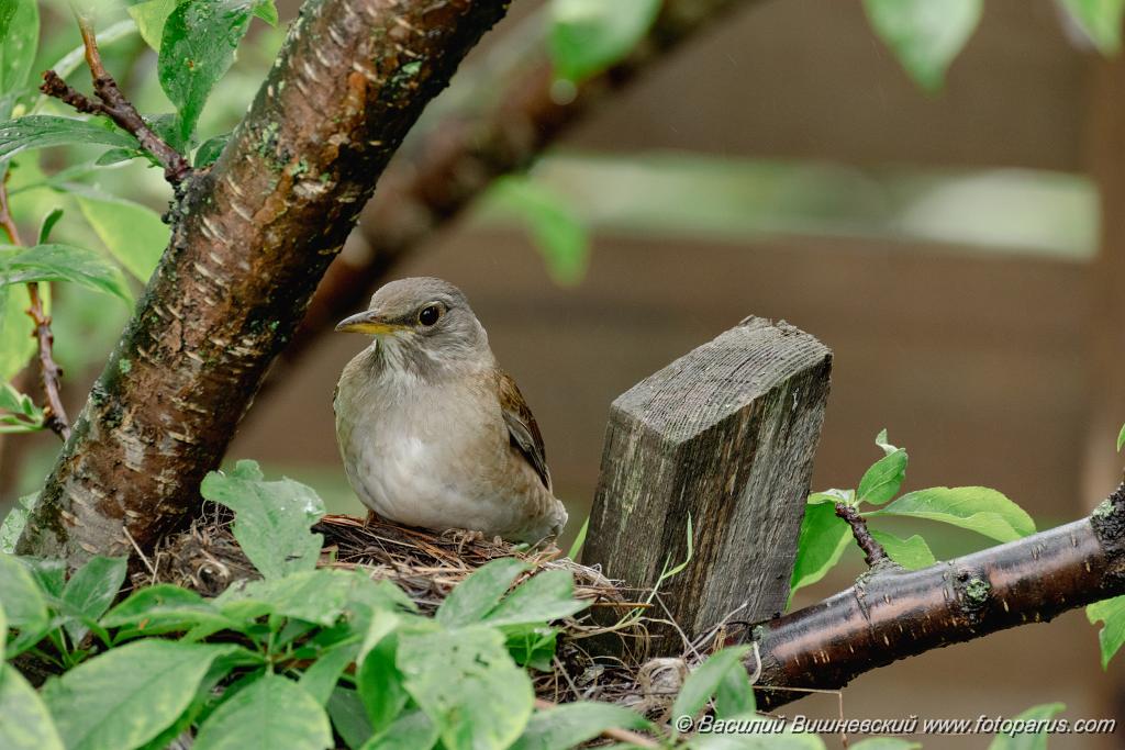 nest240616-1_Turdus_pallidus_2024_0617_0937-3.jpg - Дальний восток. Дачи к югу от села Сосновка Хабаровского района. Садоводческое товарищество Дальэнергомонтаж. 17 июня 2024 г.
