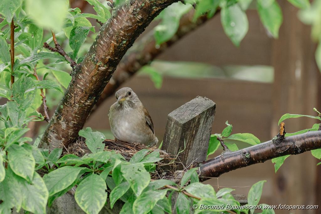 nest240616-1_Turdus_pallidus_2024_0617_0937.jpg - Дальний восток. Дачи к югу от села Сосновка Хабаровского района. Садоводческое товарищество Дальэнергомонтаж. 17 июня 2024 г.