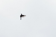 Turdus_pallidus_2024_0612_1452