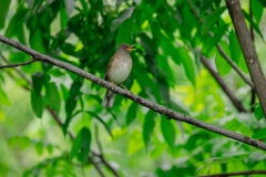 Turdus_pallidus_2024_0616_1452-2