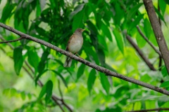 Turdus_pallidus_2024_0616_1452