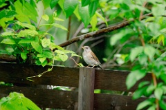 Turdus_pallidus_2024_0617_0956