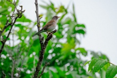 Turdus_pallidus_2024_0617_1108-2