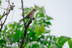 Turdus_pallidus_2024_0617_1108