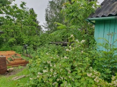 nest240616-1_Turdus_pallidus_2024_0616_1416