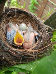 nest240616-1_Turdus_pallidus_2024_0616_1444-3