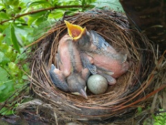 nest240616-1_Turdus_pallidus_2024_0616_1444-4