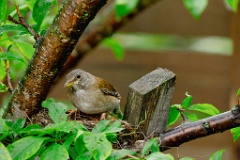 nest240616-1_Turdus_pallidus_2024_0617_0937-4