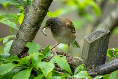 nest240616-1_Turdus_pallidus_2024_0618_1438-2
