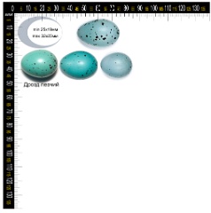 collection_eggs_Turdus_philomelos201009271444