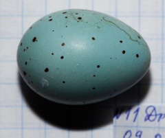 eggs_apart_Turdus_philomelos201001041536