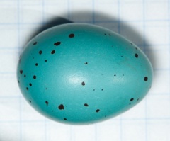 eggs_apart_Turdus_philomelos201005301649