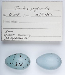 eggs_apart_Turdus_philomelos201010011517