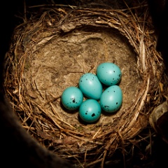 eggs_nature_Turdus_philomelos201005111104-1