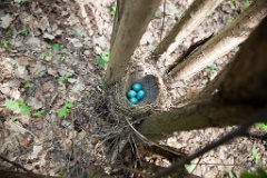 eggs_nature_Turdus_philomelos201105091124-1
