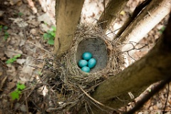 eggs_nature_Turdus_philomelos201105091124-2