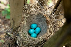 eggs_nature_Turdus_philomelos201105091124