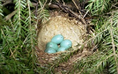 eggs_nature_Turdus_philomelos201107241912-1