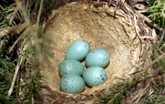 eggs_nature_Turdus_philomelos201107241912