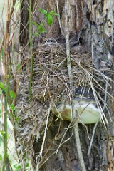 nest_with_bird_Turdus_philomelos200905091333