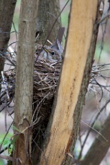 nest_with_bird_Turdus_philomelos201105081132