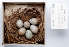 eggs_museum_Turdus_pilaris201010011419