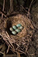 eggs_nature_Turdus_pilaris200705041717