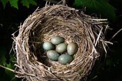 eggs_nature_Turdus_pilaris200705251111