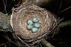 eggs_nature_Turdus_pilaris201005111134