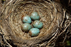 eggs_nature_Turdus_pilaris201005111135