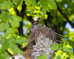 nest_with_bird_Turdus_pilaris200705201238