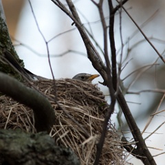 nest_with_bird_Turdus_pilaris200904281830