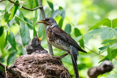 nest_with_bird_Turdus_pilaris201005171236