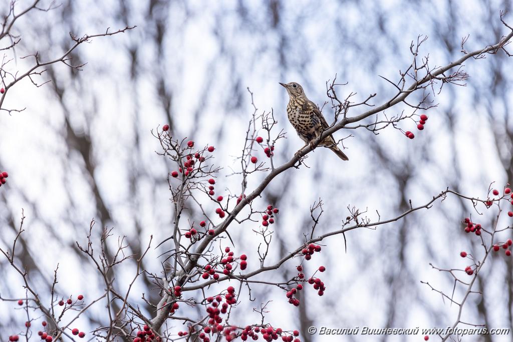 Turdus_viscivorus_2021_1104_1444.jpg - Деряба. Mistle Thrush (Turdus viscivorus). Парк Царицыно, Москва. Moscow. Russia.