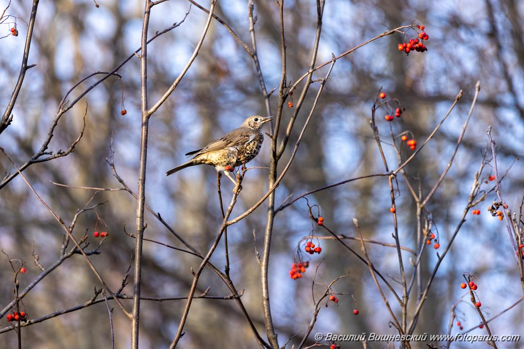 bird_singing_Turdus_viscivorus_2021_1107_1523.jpg - Деряба. Mistle Thrush (Turdus viscivorus). Парк Царицыно, Москва. Moscow. Russia.