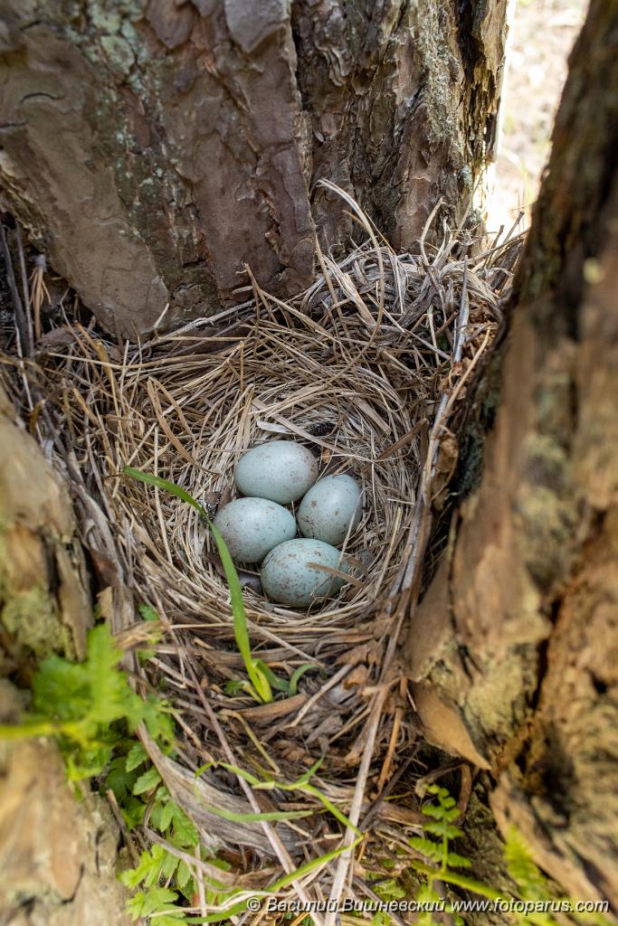 nest200530-1_Turdus_viscivorus_2020_0530_1204.jpg - Гнездо. Деряба, Turdus viscivorus. The nest of the Mistle Thrush in nature.