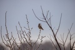 Turdus_viscivorus_2021_0412_0903