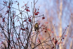 Turdus_viscivorus_2021_1101_0948