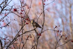 Turdus_viscivorus_2021_1101_1130